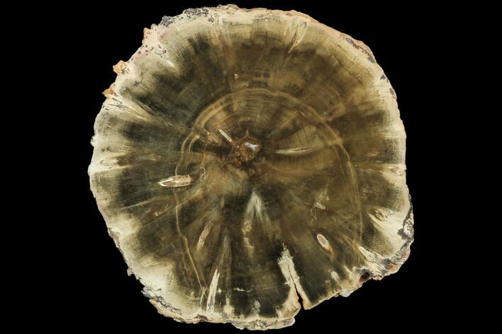 Triassic Petrified Wood (Woodworthia) Slab - Zimbabwe #125621